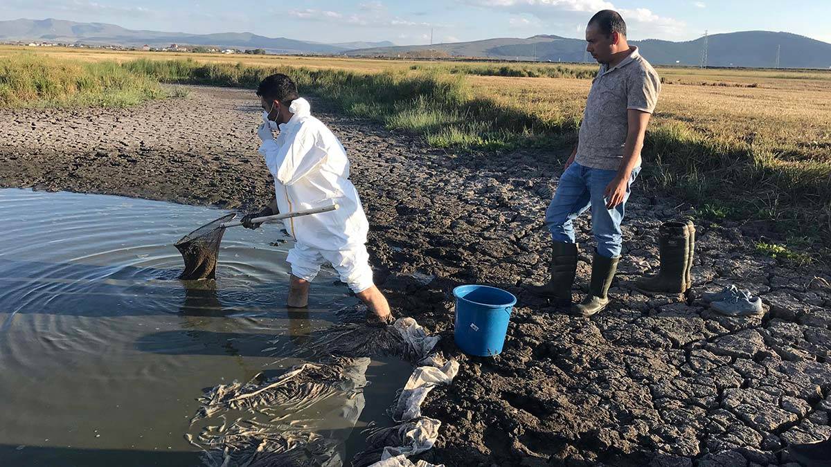 Kuruyan göletteki balıkları köylüler kurtardı