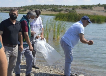 Kütahya'da göletlere 80 bin yavru sazan bırakıldı