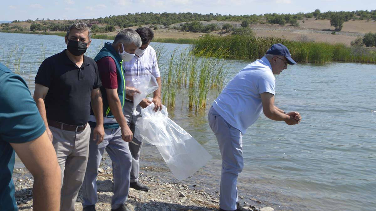 Kütahya'da göletlere 80 bin yavru sazan bırakıldı