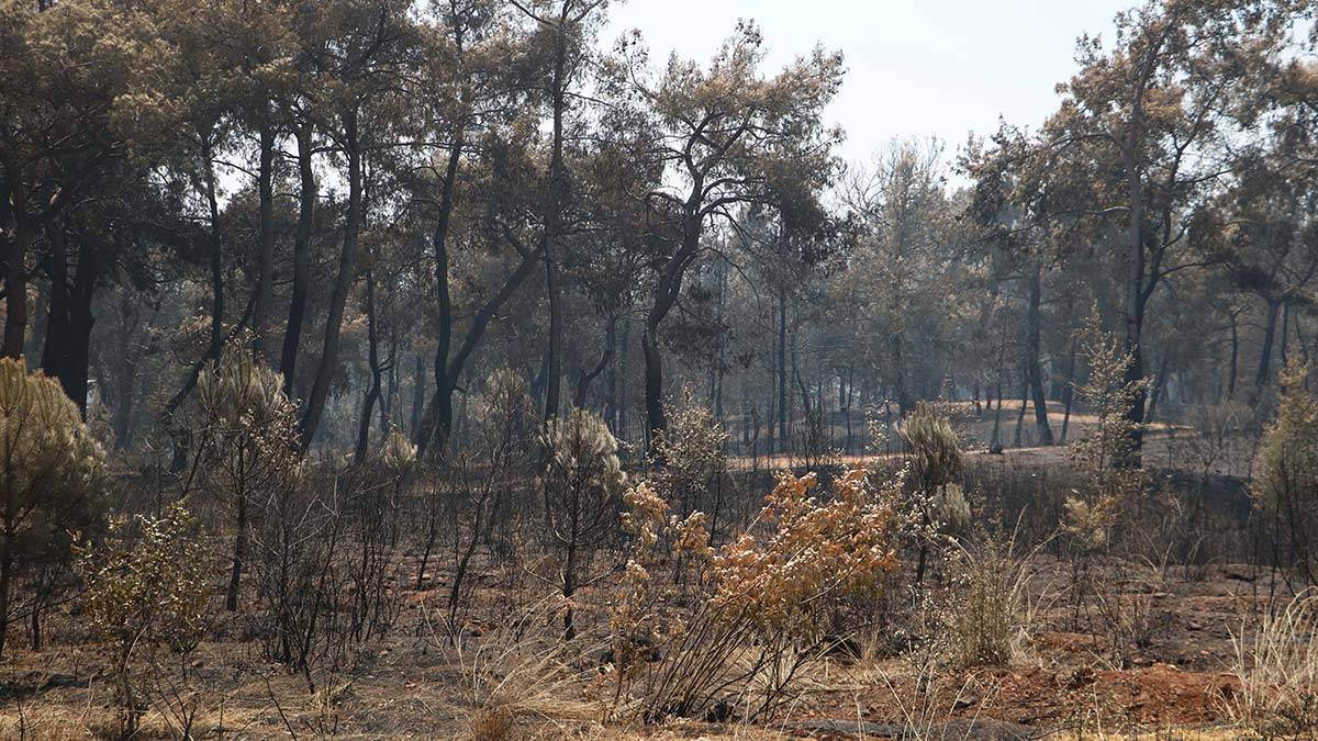 Manavgat yangınında tutuklamanın detayları ortaya çıktı