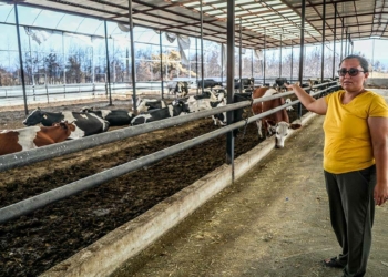 Manavgat'ta 5 dönümlük çiftlik küle döndü