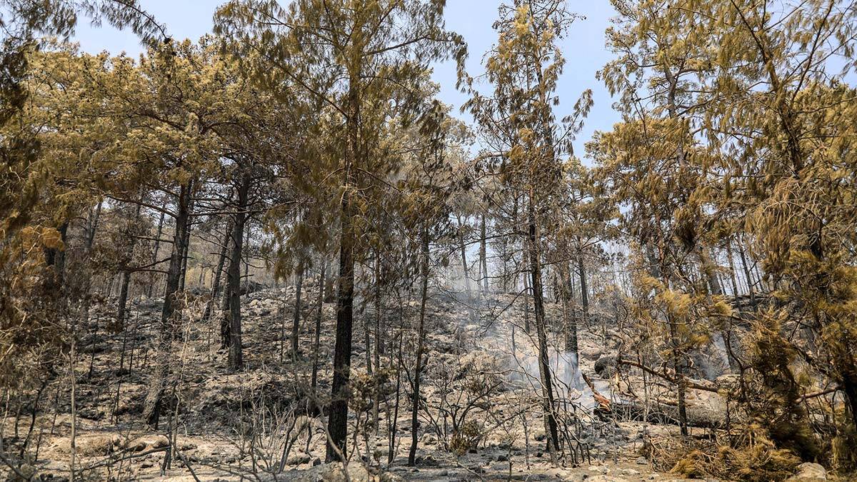 Manavgat'ta büyük yangın kontrol altında