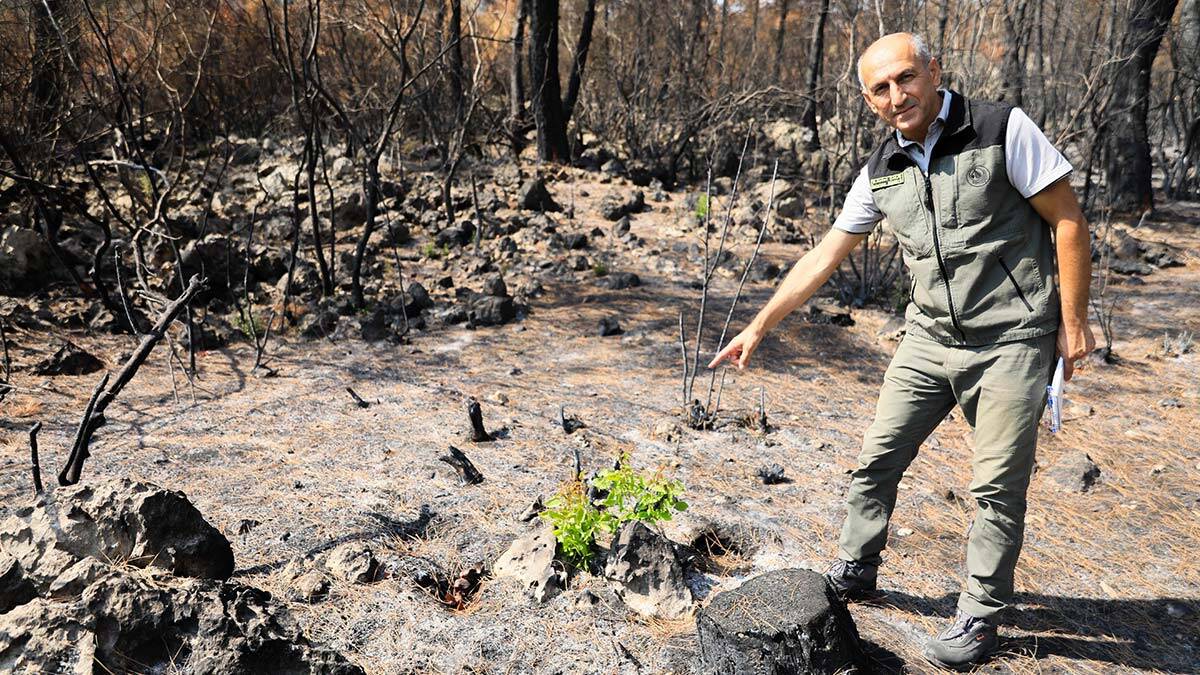 Manavgat'ta yangın sonrası 7 bitki türü filizlendi