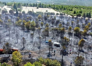 Manisa'da orman yangını 2 hektar alana zarar verdi
