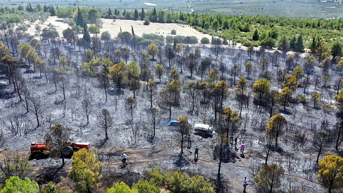 Manisa'da orman yangını 2 hektar alana zarar verdi