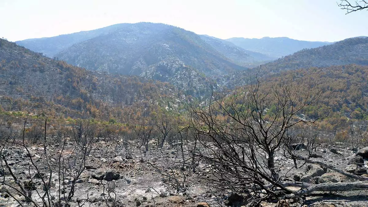 Mersindeki yanginlarin zarari 27 milyon 509 bin tl - yerel haberler - haberton