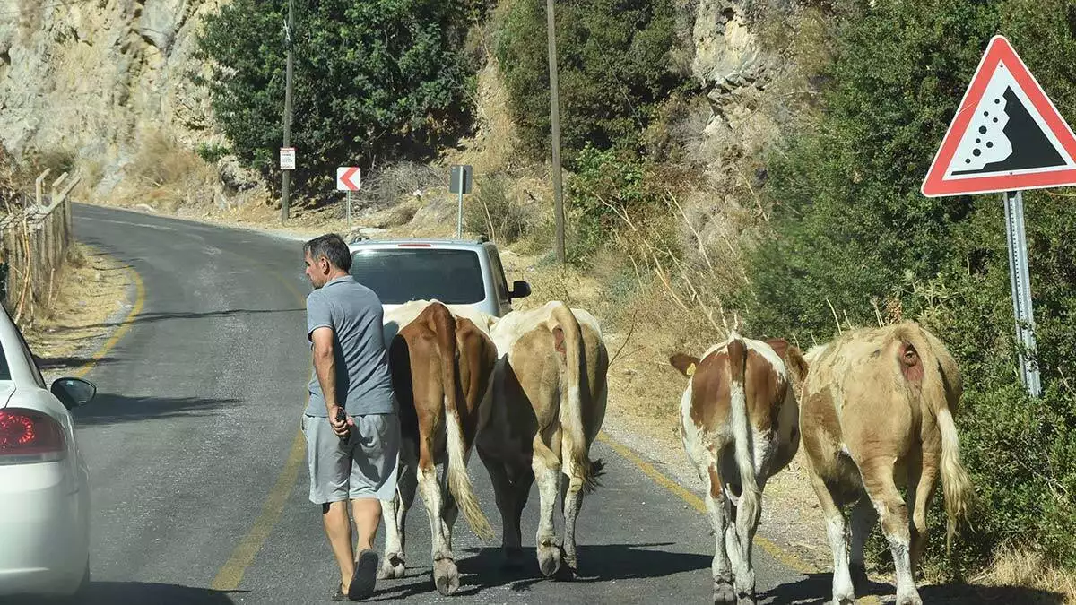 Milastaki yangin 3uncu gununde devam ediyor 2 - yerel haberler - haberton