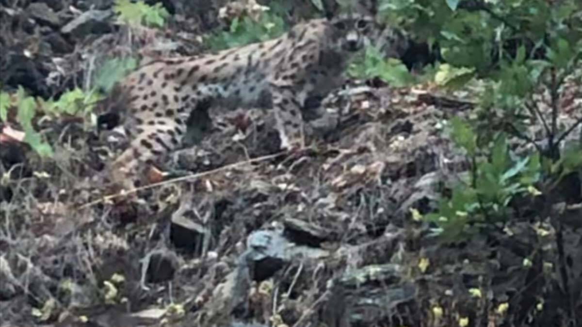 Munzur Vadisi'nde ormanın hayaleti görüntülendi