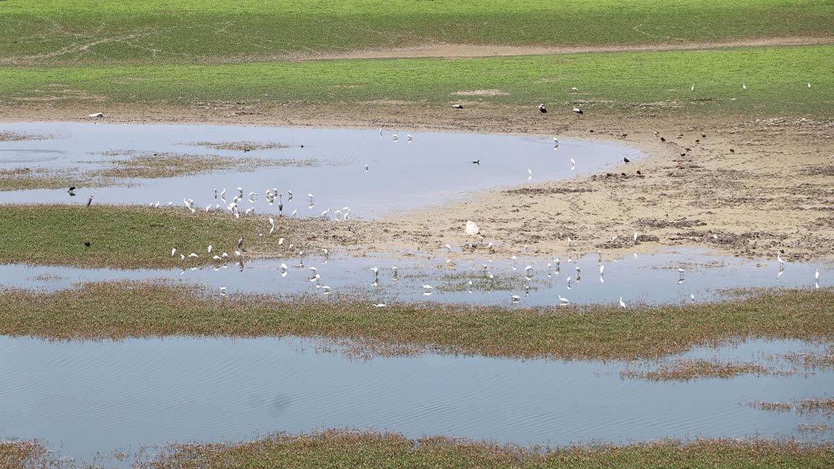 Nallıhan Kuş Cenneti'nde yangına kuş neden olmuş