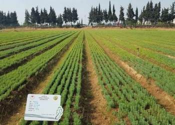 OGM yanan ormanlara ilk fidan dikme tarihini açıkladı