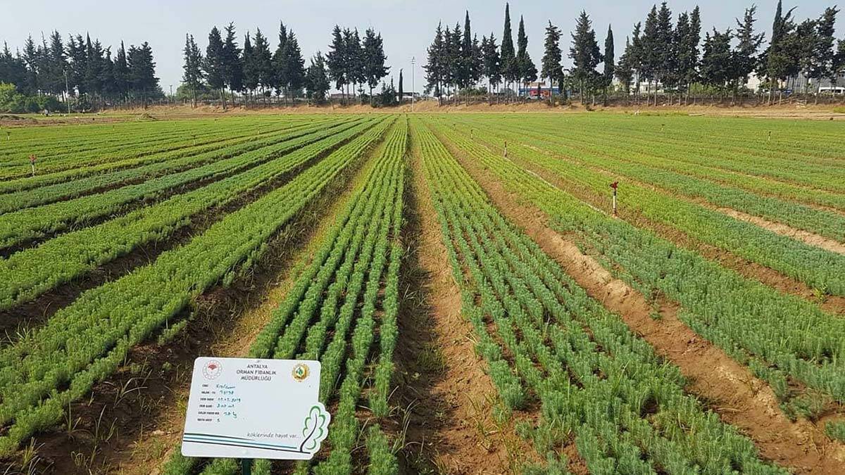 OGM yanan ormanlara ilk fidan dikme tarihini açıkladı