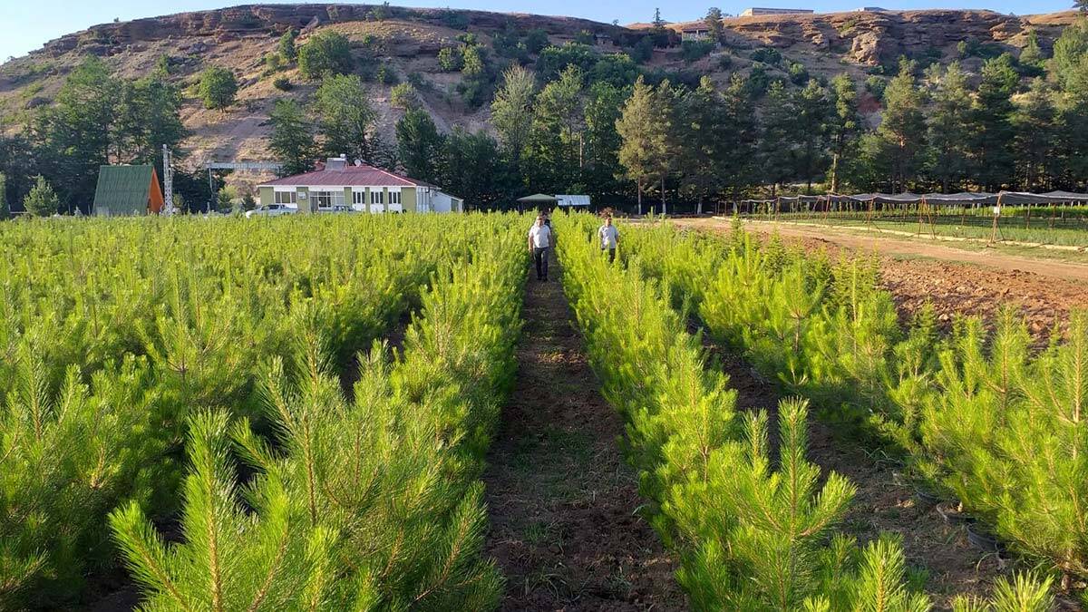 OGM: Türkiye genelinde 273 milyon fidan üretildi