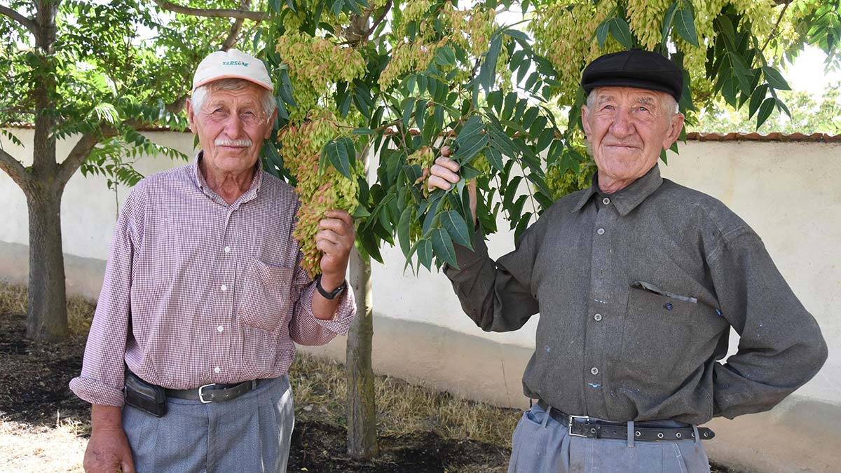 Özkan kardeşlerden 10 yılda binin üzerinde fidan