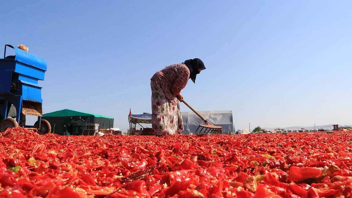 Şanlıurfa'da isot hasadı başladı