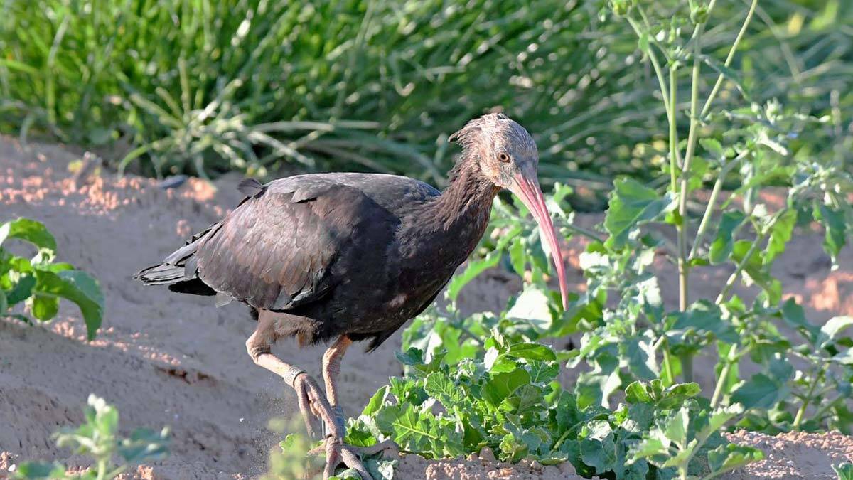 Şanlıurfa'dan göçe salınan kelaynak İsrail'de görüldü
