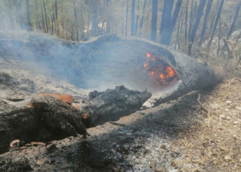 Sütçüler orman yangını 8'inci günde kontrol altında