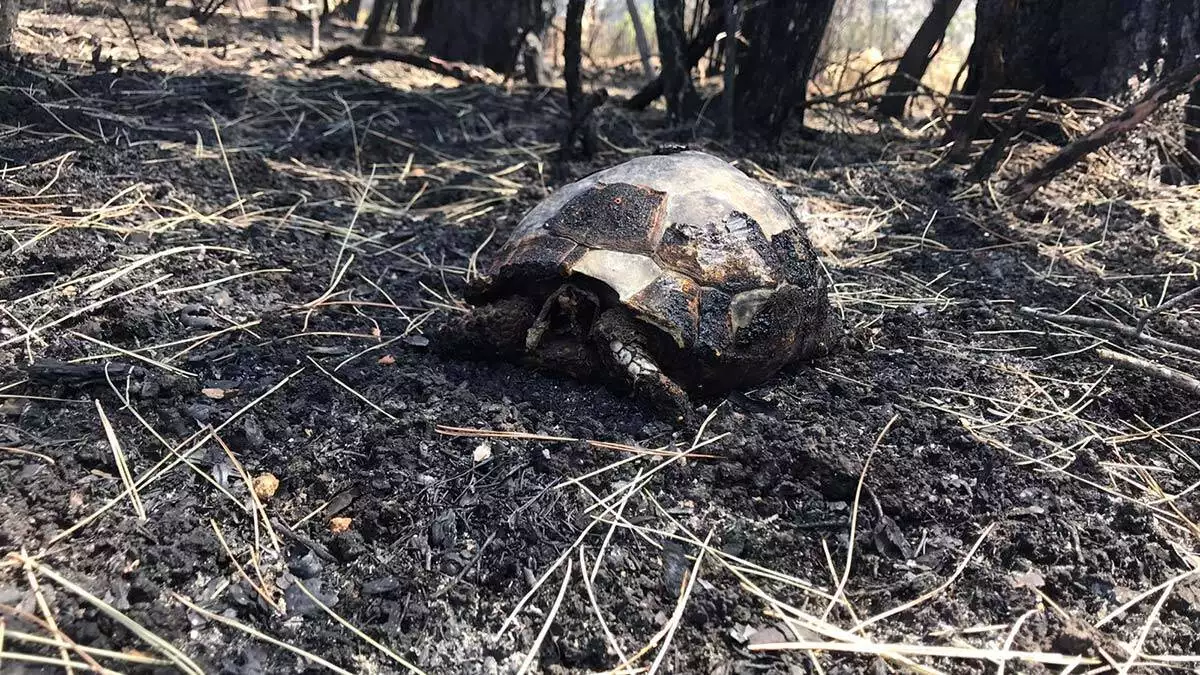 Sutculer orman yangini 8inci gunde kontrol altinda 2 - öne çıkan - haberton