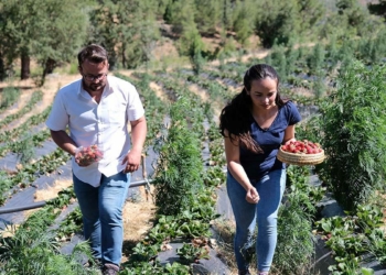 Taşıma suyla yaklaşık 1.5 ton çilek yetiştiren kardeşler