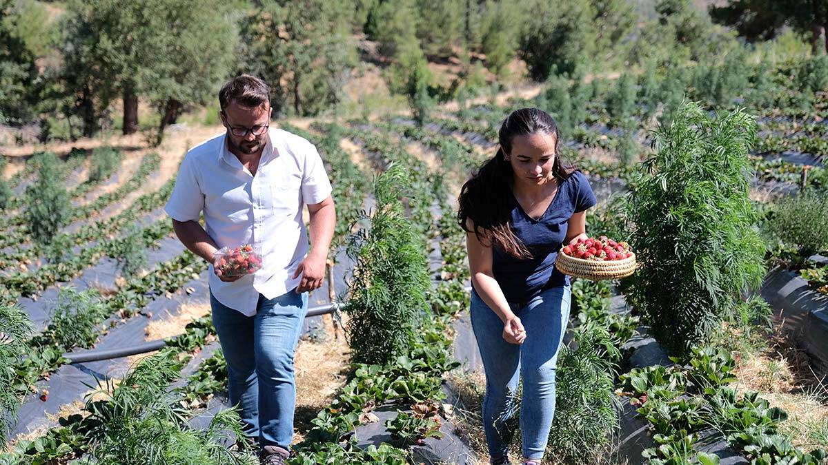 Taşıma suyla yaklaşık 1.5 ton çilek yetiştiren kardeşler