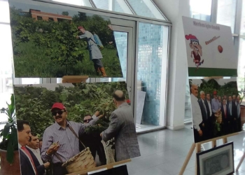 Trabzon'da Dünya Fındık Haftası kutlaması