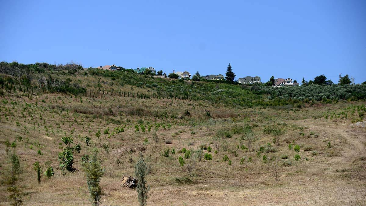 Yanan 36 hektarlık alan yeniden ağaçlandırıldı