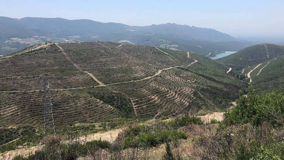 Adana'da yanan alan 5 ay sonra yeşile büründü