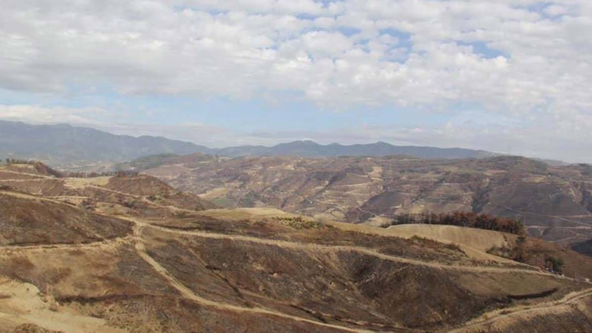 Adana'da yanan alan 5 ay sonra yeşile büründü