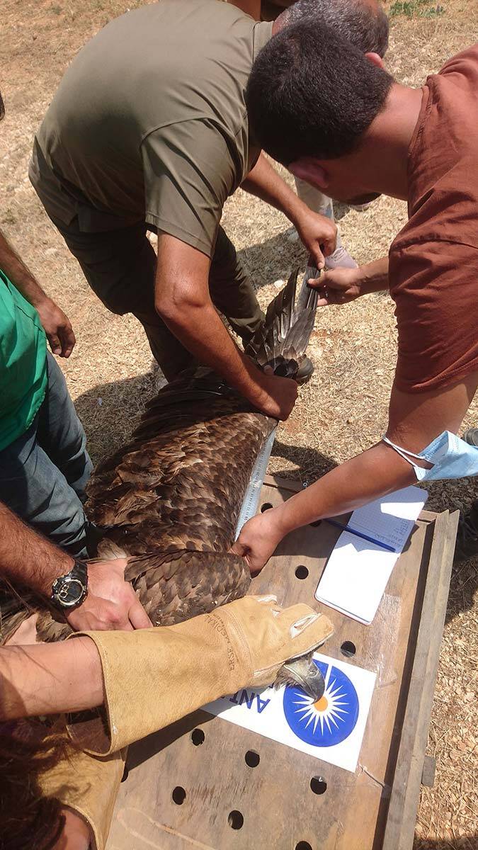 Ak kuyruklu kartal doğaya bırakıldı
