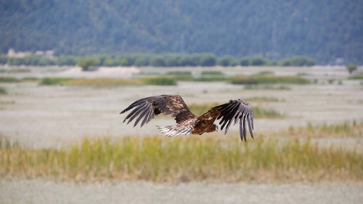 Ak kuyruklu kartal doğaya bırakıldı