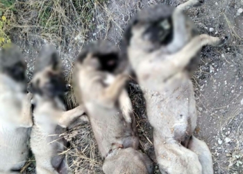 Yan yana dizilmiş köpek ölüleri bulundu