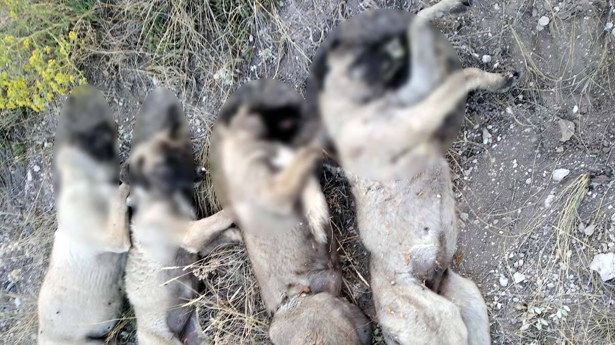 Yan yana dizilmiş köpek ölüleri bulundu