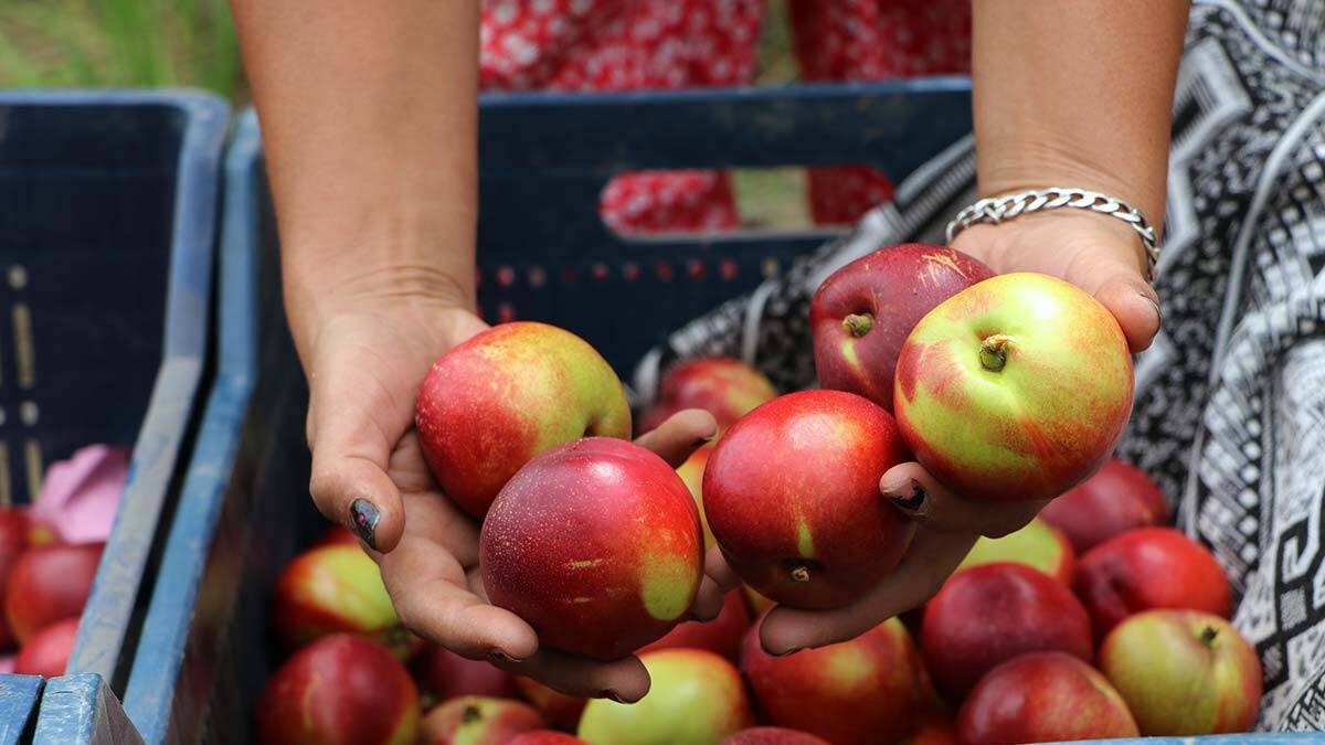 Bahçede kilosu 5 lira olan şeftali markette 18 lira