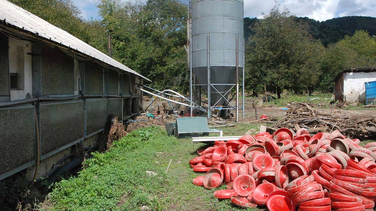 24 bin tavuk telef oldu