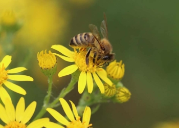 Arıları sev doğayı koru