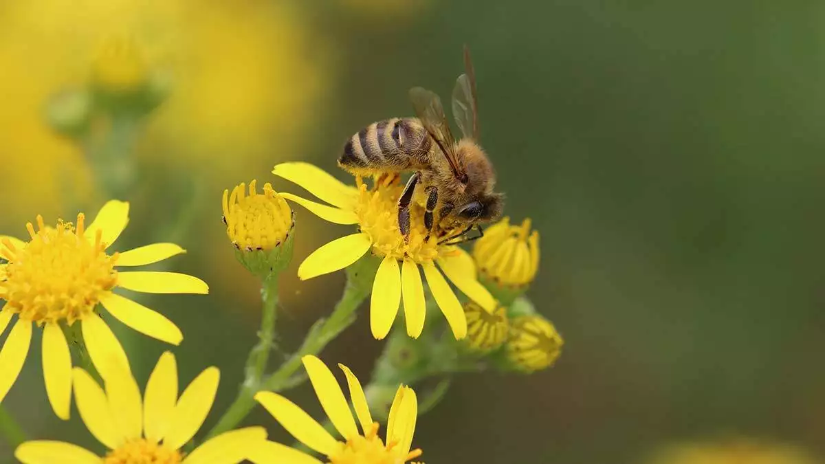 Arıları sev doğayı koru