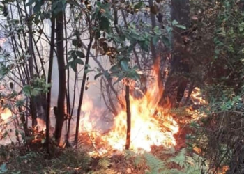 Beykoz'da ormanlık alanda yangın