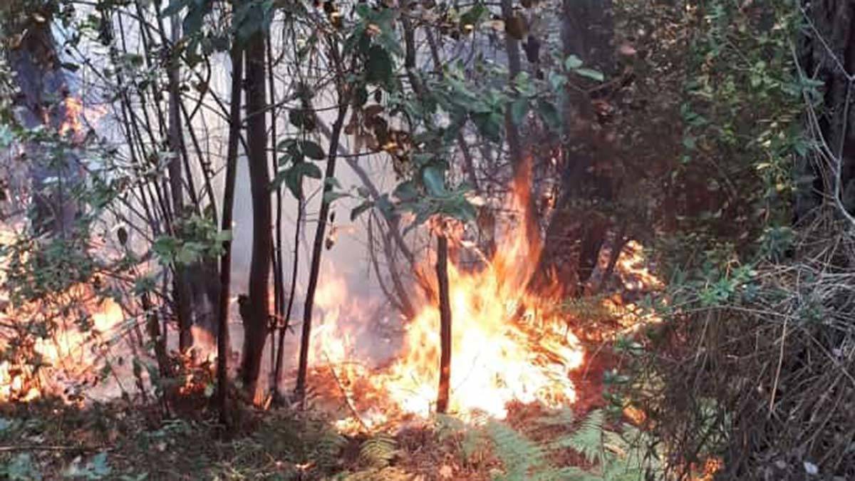 Beykoz'da ormanlık alanda yangın