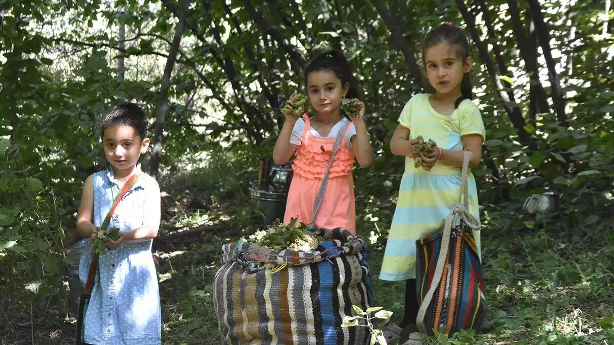 Bitlis'te fındık hasat dönemi başladı