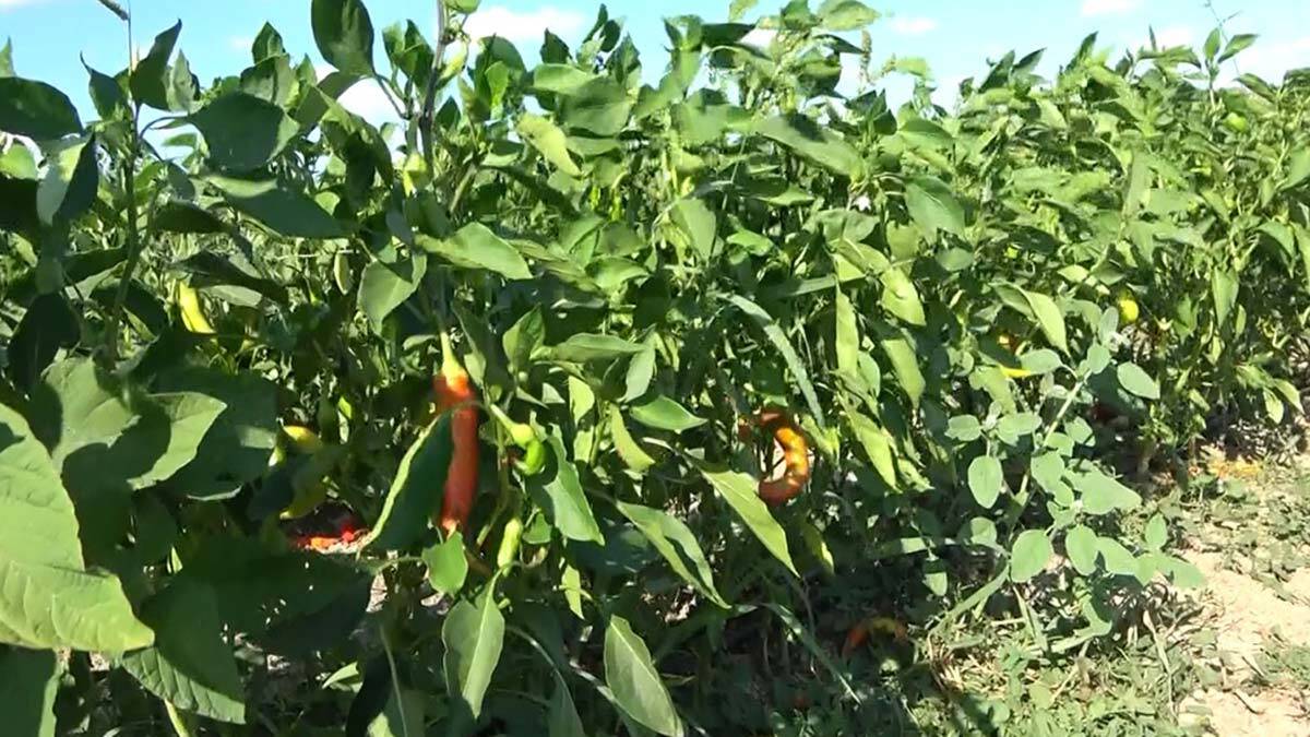 Elleriyle topladıkları sebzeleri satın alıyorlar