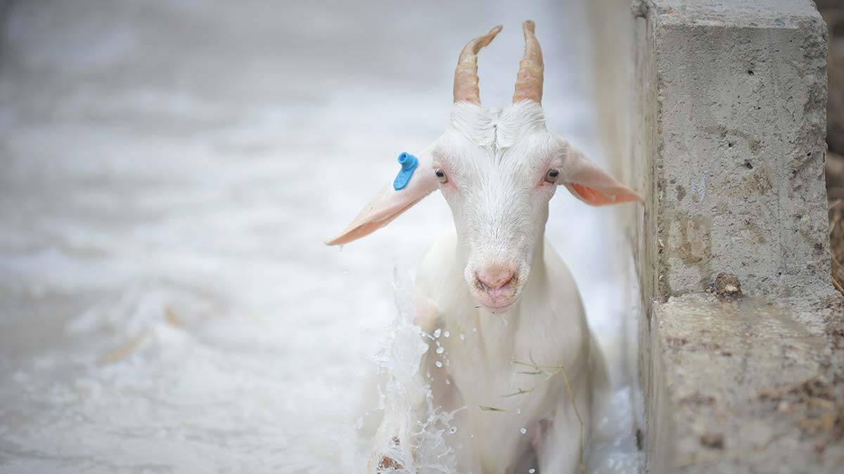 Anadolu’da 800 yıllık gelenek olan koyunlara dış parazitlere karşı özel hazırlanmış ilaçlı havuzlarda yıkama işlemini yapıyorlar.