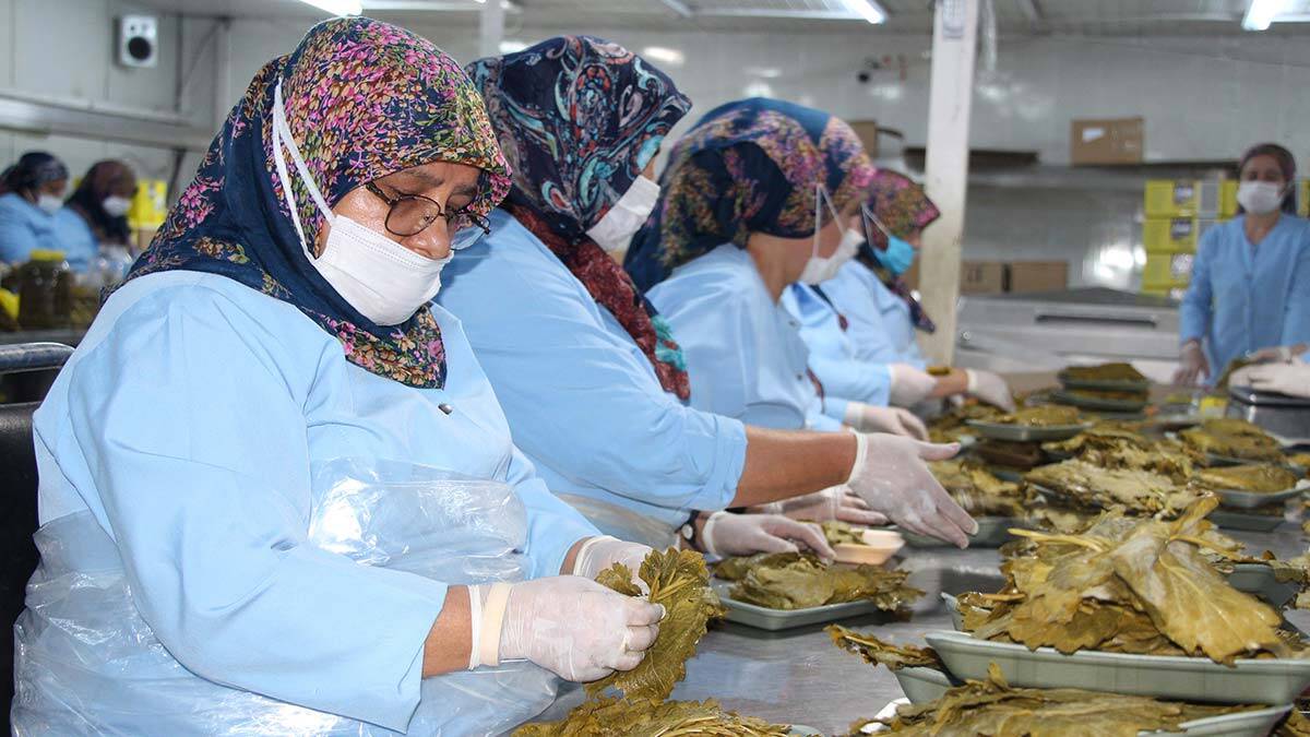 Erbaa narince bağ yaprağı ekonomiye katkı sağlıyor