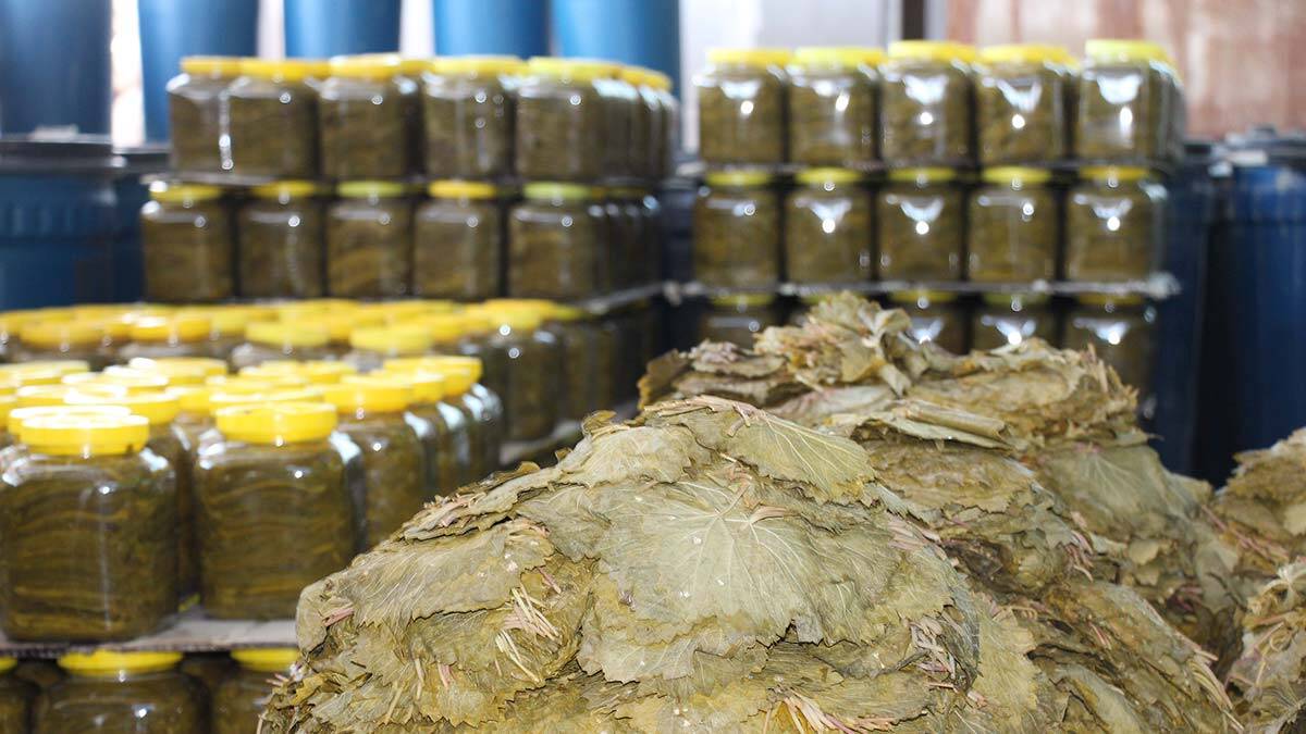 Erbaa narince bağ yaprağı ekonomiye katkı sağlıyor