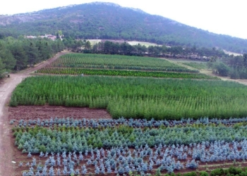 Eskişehir'den yanan orman bölgelerine 11 milyon fidan