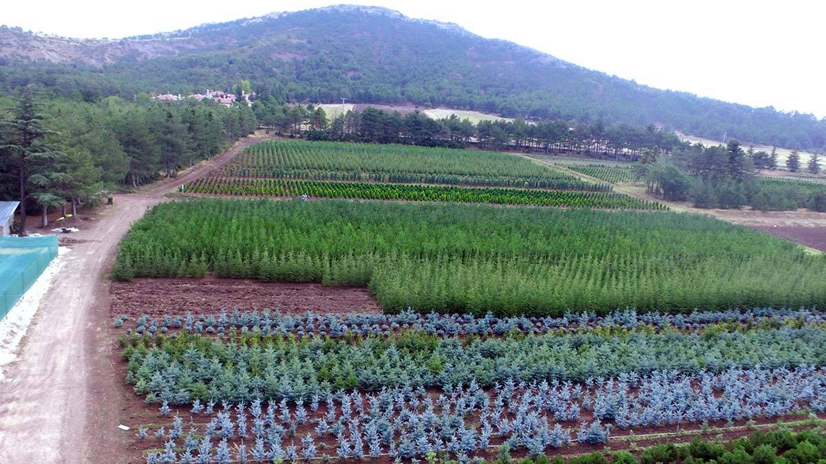 Eskişehir'den yanan orman bölgelerine 11 milyon fidan