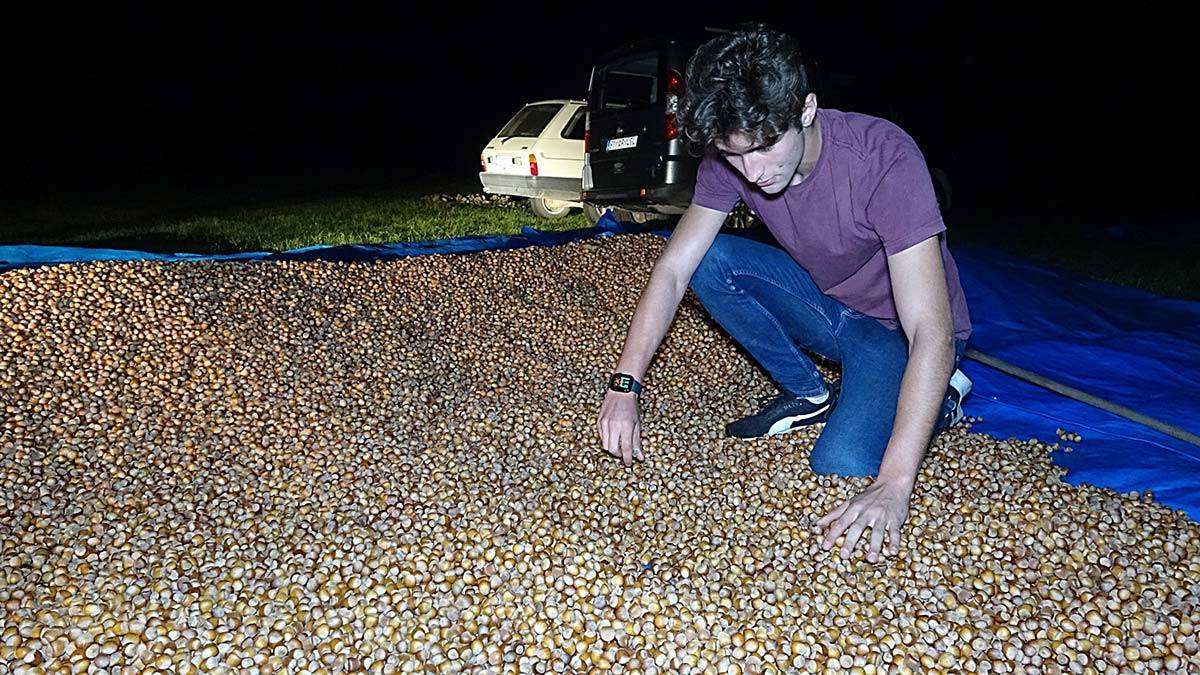 Fındık hasadı bitti, üreticiler nöbete başladı 