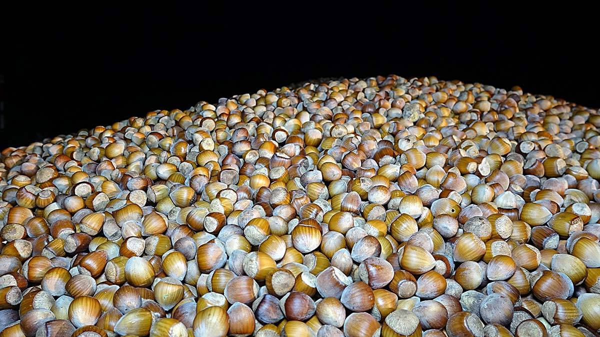 Fındık hasadı bitti üreticiler nöbette