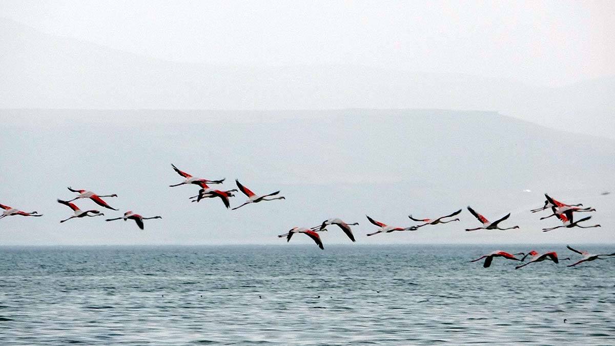 Flamingolar doğa fotoğrafçılarının ilgi odağı