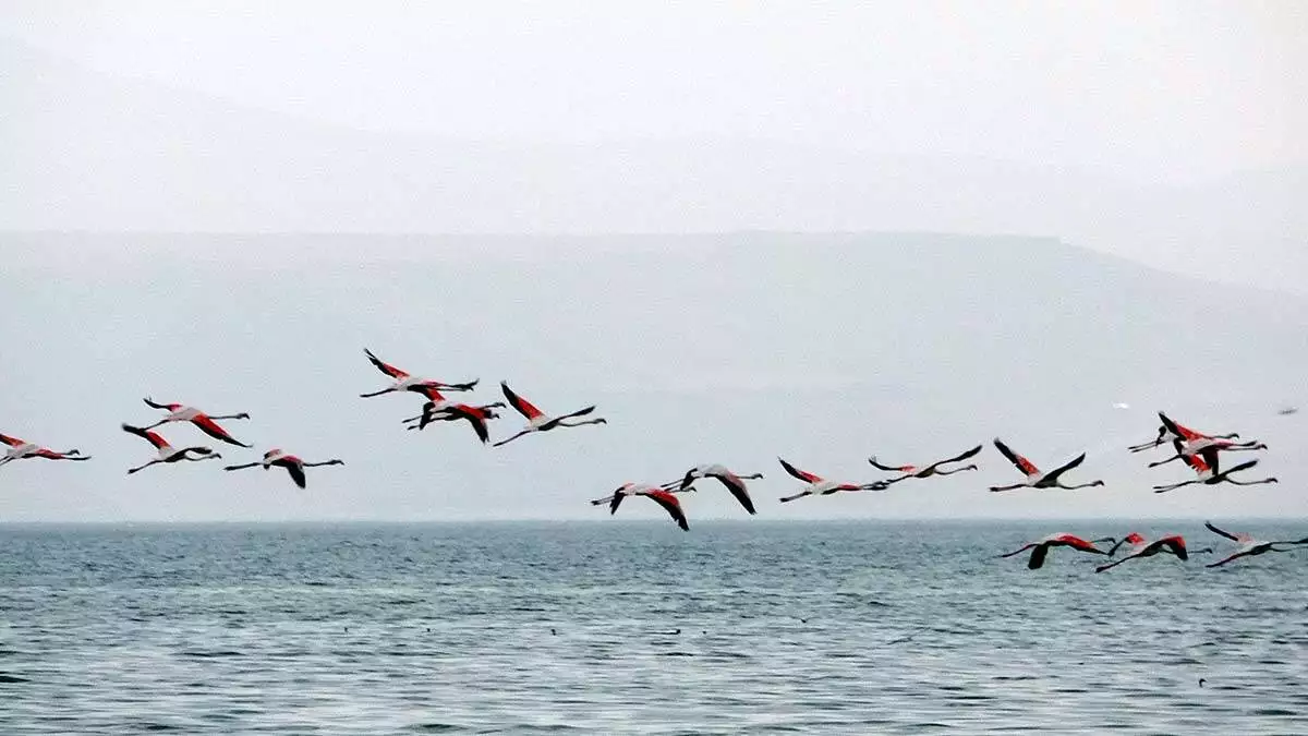 Flamingolar doğa fotoğrafçılarının ilgi odağı