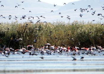 Flamingolar doğa fotoğrafçılarının ilgi odağı