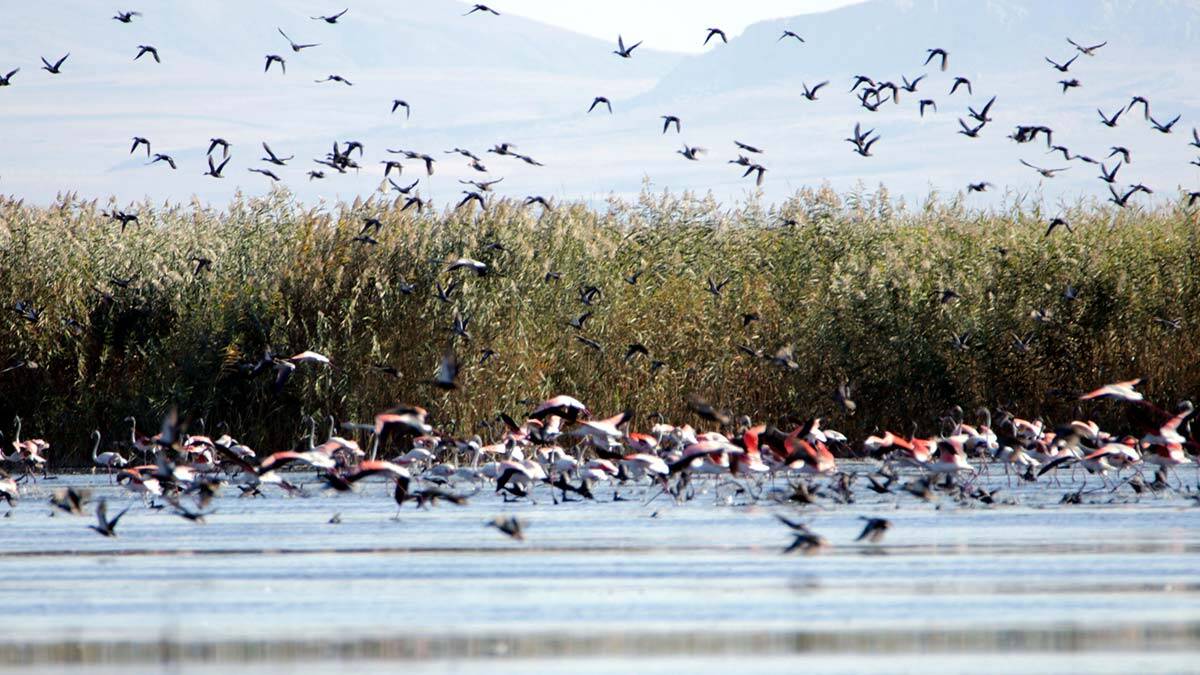 Flamingolar doğa fotoğrafçılarının ilgi odağı